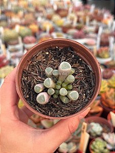 Fenestraria aurantiaca (dedo de E.T)