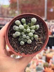Fenestraria aurantiaca (dedo de E.T)