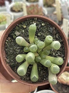 Fenestraria aurantiaca (dedo de E.T)