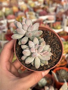 Pachyphytum baby finger