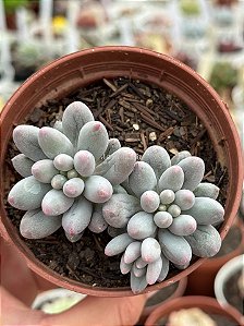 Pachyphytum baby finger