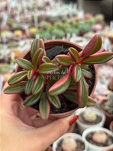 Peperomia graveolens