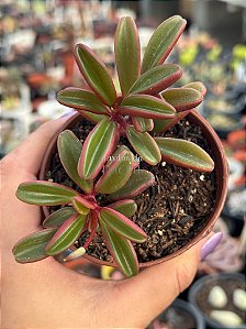 Peperomia graveolens