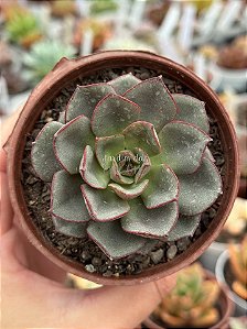 Echeveria moranii