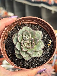 Echeveria moranii