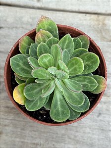 Senecio obovatus