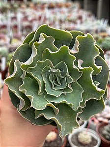Echeveria camisole