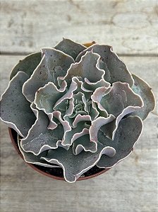 Echeveria camisole