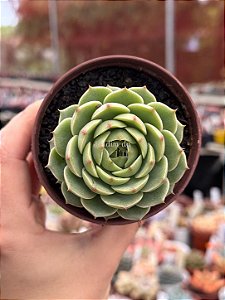 Echeveria ben badis
