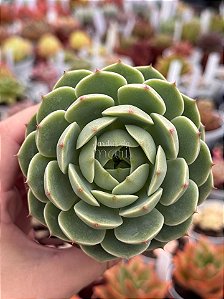Echeveria ben badis