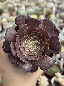 Aeonium copper kettle