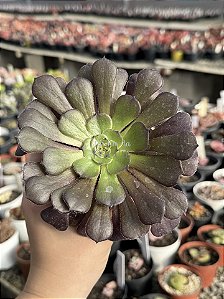 Aeonium copper kettle