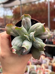 Echeveria culibra