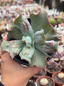 Echeveria culibra