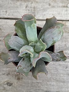 Echeveria culibra