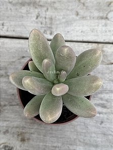 Pachyphytum fittkaui