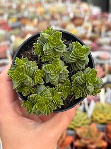Crassula stagnol