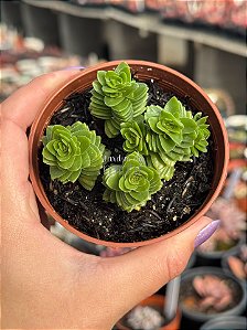 Crassula stagnol
