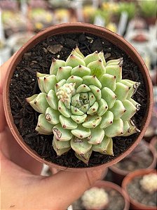Echeveria cuspidata var. zaragozae