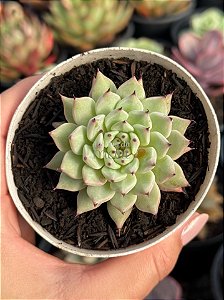 Echeveria cuspidata var. Zaragozae