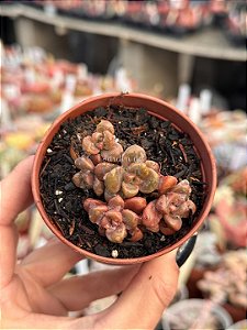 Graptosedum adria bubaloo (colônia)