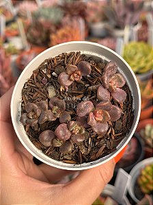 Graptosedum adria bubaloo (colônia)