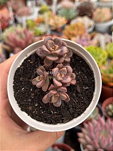 Graptosedum adria bubaloo (colônia)