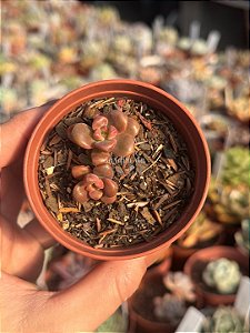 Graptosedum adria bubaloo