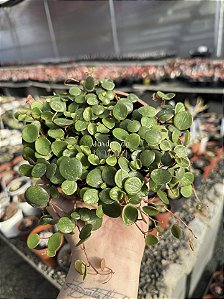 Peperomia rotundifolia (colar de lentilhas)