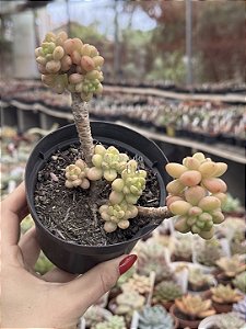 Sedum shangrilla