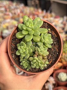 Sedum shangrilla