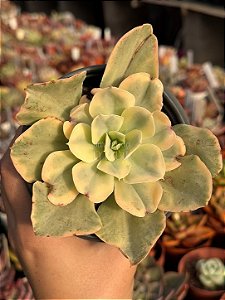 Echeveria japan moon river variegata