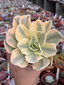 Echeveria japan moon river variegata (sem raiz)