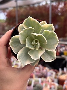 Echeveria japan moon river variegata