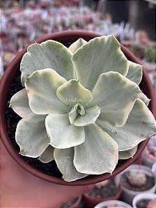 Echeveria japan moon river variegata