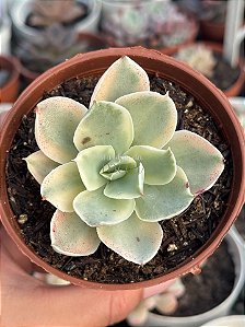 Echeveria japan moon river variegata