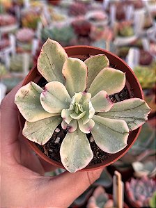 Echeveria japan moon river variegata