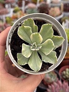 Echeveria japan moon river variegata
