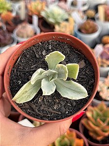 Echeveria japan moon river variegata (pouca raiz)
