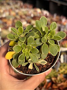 Aeonium domesticum variegata