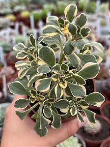 Aeonium domesticum variegata