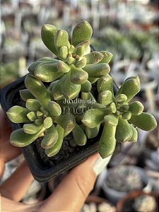 Sedum orange dreams