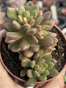 Sedum orange dreams