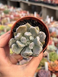 Echeveria cubic frost