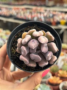Echeveria cubic frost