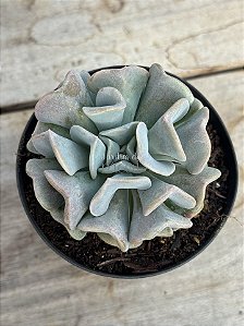Echeveria cubic frost