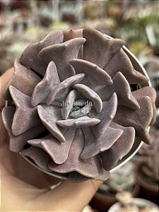 Echeveria cubic frost