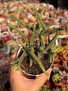 Crassula pyramidalis
