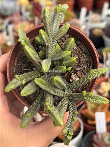 Crassula pyramidalis