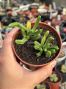 Crassula pyramidalis